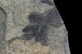 Pennsylvanian Fern (Neuropteris) Fossils - Kinney Quarry, NM #80452-2